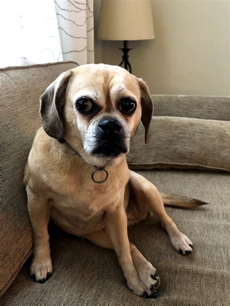 What Is The Oldest Puggle To Live Mastery Wiki