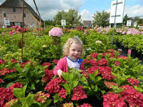 Maybe you would like to learn more about one of these? Hortensienarten