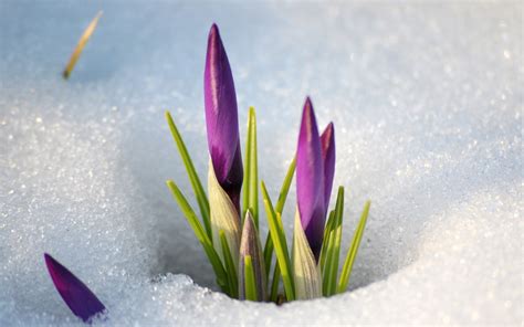 Spring Flowers In The Snow Wallpapers And Images