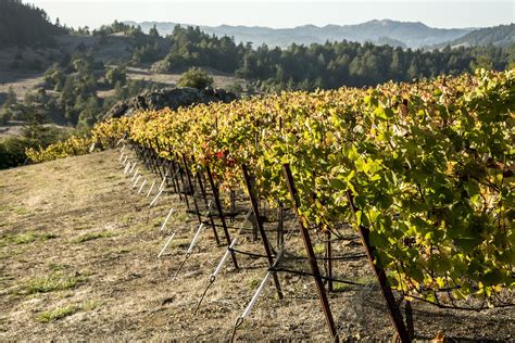 Flowers vineyards & winery pinot noir 2016. Cobb Wines Emmaline Anne Vineyard Pinot Noir 2016 - Vintus