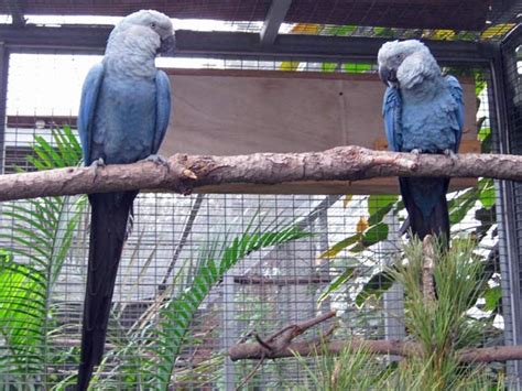 The Surprising News About Blue Macaw Parrot From The Movie Rio