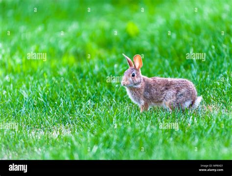 Focus On Wild Rabbit Walking In Tall Green Grass Stock Photo Alamy