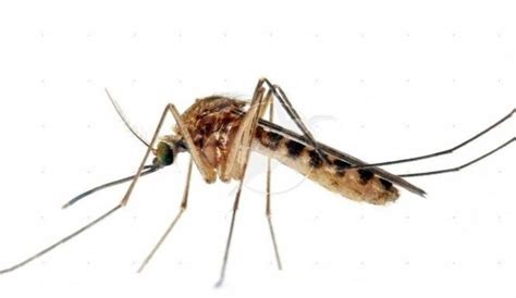 De tijgermug kan ziektes als gele koorts, dengue, chikungunya en zika veroorzaken. Pin on Para'Kito™ VS Mosquito-"Ali"