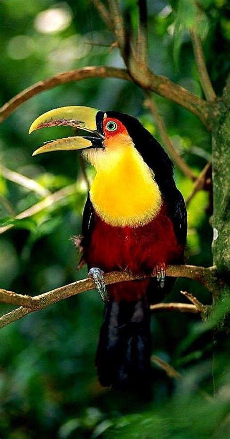 Toucan Pictures Discover The Fascinating World Of These Beautiful Birds