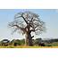 The Baobab Fun Facts About Africas Tree Of Life