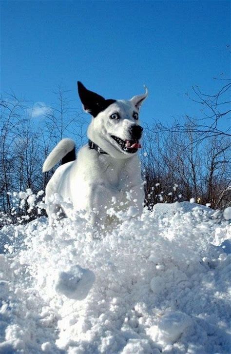 This Dog Is Having A Good Timeor Is He Dogs Funny Animals Snow Dogs