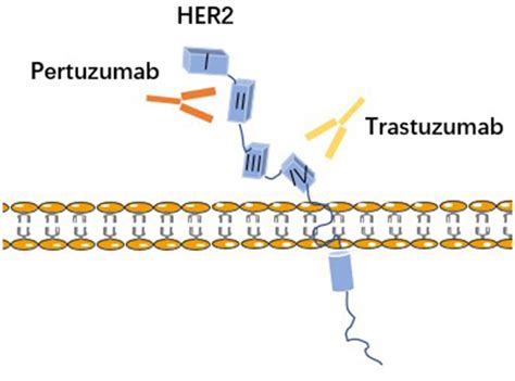 Trastuzumab And Pertuzumab Bind To Different Regions On Her Download Scientific Diagram