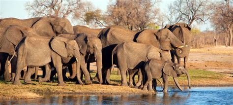 Wildlife In Zimbabwe Discover Africa Safaris
