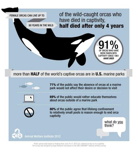 Statistics Regarding Captive Orca Captive Orca Orcas In Captivity