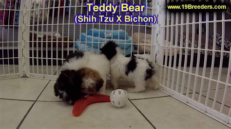 If the teddy bear puppy manage to conquer you with his sweet and affectionate nature, than choose to buy one from florida pups, a responsible breeder that is ready to all your questions to choose the perfect puppy he is happy with short daily walks outside. Teddy Bear, Puppies, Dogs, For Sale, In Tampa, Florida, FL ...