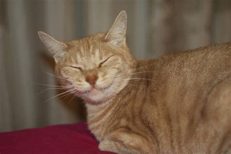 Cat heartworm is a preventable disease. 7 Feline Facial Expressions that Kill Me Every Time - Catster