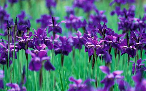 1920x1080px 1080p Free Download Iris Flower Flowers Backgrounds