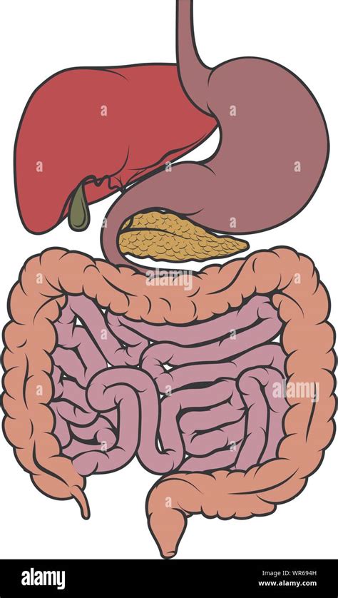 Human Anatomy Gut Gastrointestinal Tract Diagram Stock Vector Image