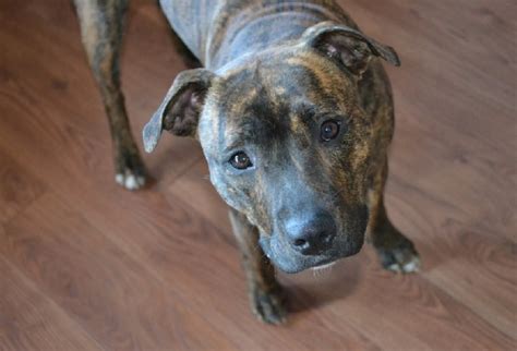 brindle pitbull characteristics health diet and other information