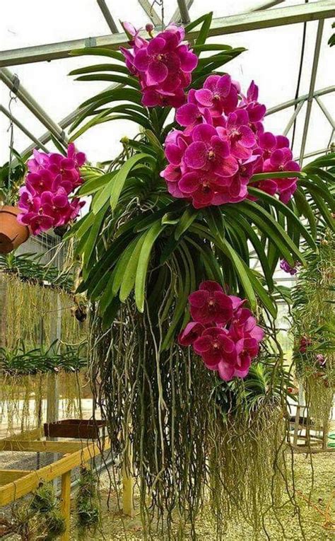 18 Exciting Diy Hanging Orchids Ideas Page 10 Of 20