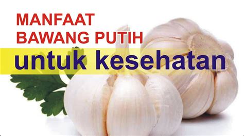 Bawang putih kerap kita kenal sebagai bumbu masakan dan sudah terkenal di berbagai belahan dunia. manfaat bawang putih untuk kesehatan - YouTube