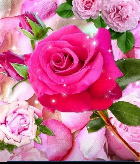Flowers dp for whatsapp status | hd flowers images. Beautiful Whatsapp DP Flower Images Free Download | HD ...