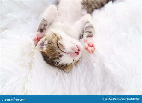 Cute Little Newborn Kitten Lying On His Back On A White Fluffy Blanket