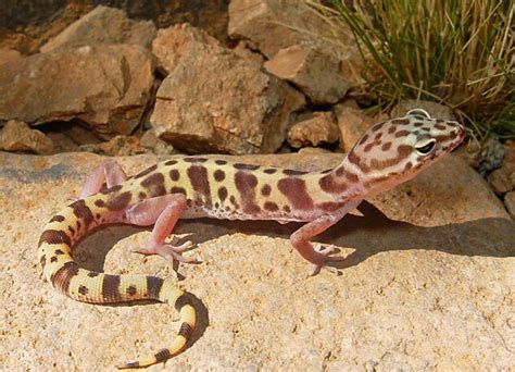 Stay connected with us to watch all movies episodes. Western Banded Gecko | The Parody Wiki | Fandom