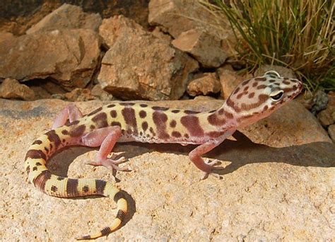 Elliot is such a lovable, huggable dragon and pete is a total sweetheart. Western Banded Gecko | The Parody Wiki | Fandom