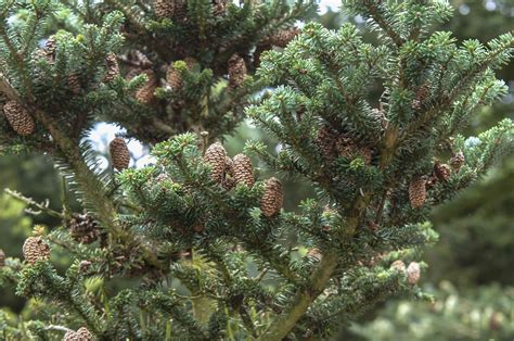 How To Grow And Care For Korean Fir