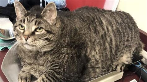 Weight loss in older cats is often readily attributed to chronic renal disease, diabetes mellitus the decline in intestinal function and associated weight loss begins as soon as 8 years of age in some however, it should be considered in any older cat with weight loss, irrespective of the presence or. Fat cat seeks new home, New Year resolution to lose weight