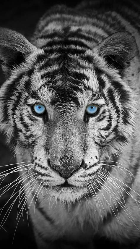 Black And White Tiger Wallpapers Top Free Black And White Tiger