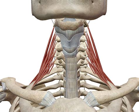 Learn Muscle Anatomy Scalene Muscles