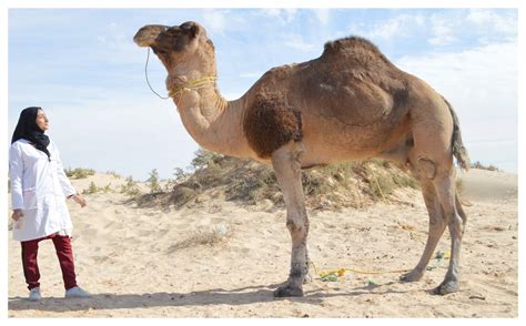 Why A World Camel Day Arkbiodivcom