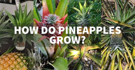 How Do Pineapples Grow Grow Pineapples