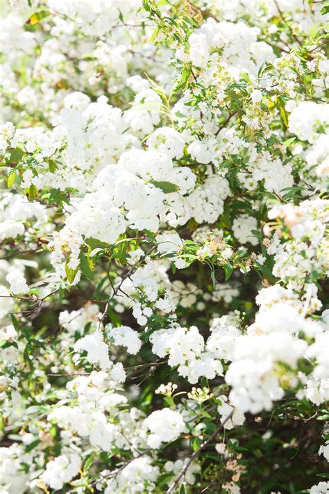 We did not find results for: May Bush - May bush is one of the most spectacular white ...