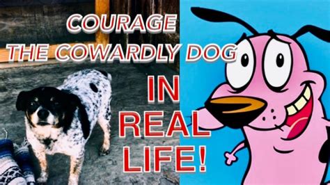 Courage The Cowardly Dog In Real Life Live Action