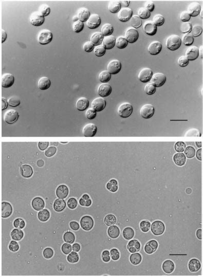 Saccharomyces Cariocanus Ufrj 50816 T A Budding Yeast Cells 1 D