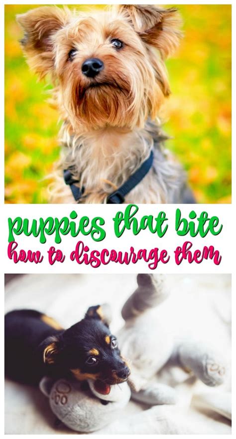 How To Deal With Biting Behaviors With Your Puppy Dog Biting Training