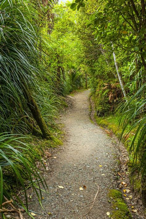 New Zealand Rainforest Stock Image Image Of Fresh Jungle 176885551