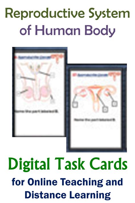 Reproductive System Digital Task Cards Human Body Reproduction Online