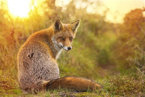 50 Fox Facts And Secrets You Want To Know