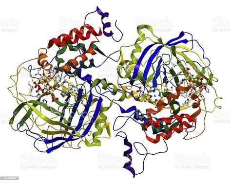 Enzimas São Proteínas Que Atuam Como Catalisadores De Reações Químicas