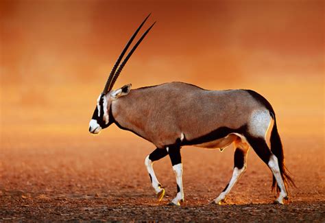 Antelope Hd Picture Free Download