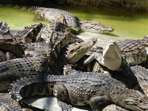 Latitude and longitude of samutprakarn crocodile farm and zoo. Samutprakarn Crocodile Farm and Zoo, Bangkok, Thailand ...