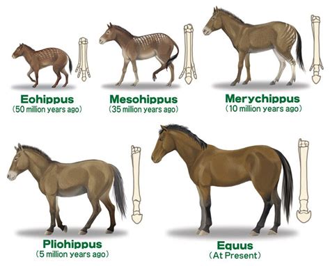 The Evolution Of The Modern Horse Equus Rcoolguides
