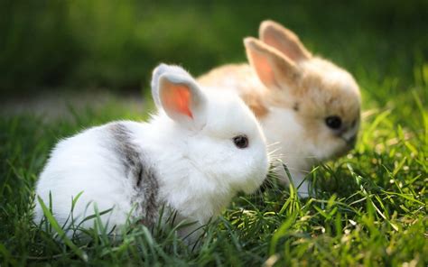 Explore and download tons of high quality animal wallpapers all for free! Cool Backgrounds Of Animals - Wallpaper Cave