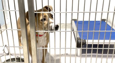 Tampa Bay Animal Shelters Reaching Capacity Due To Housing Crisis Cbs