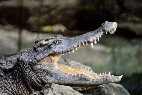 What Did Ancient Crocodiles Eat Study Says As Much As A Snout Could