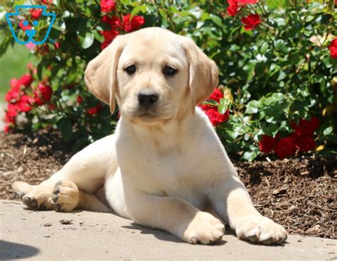 Goldie Labrador Retriever Yellow Puppy For Sale Keystone Puppies