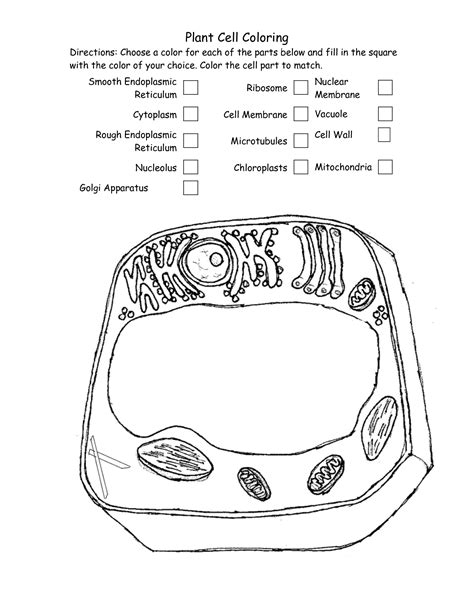 Cell Plant Coloring Animal Key Worksheet Cells Organelles Sheets Pages