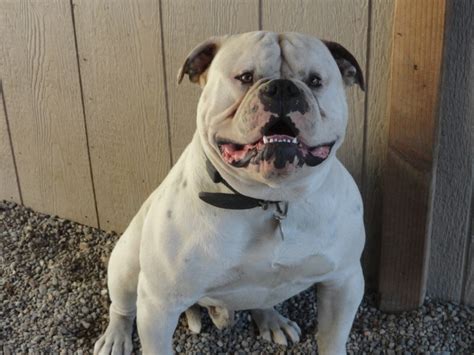 In fact, they drool a lot! 19 Things Only an American Bulldog Parent Would Understand