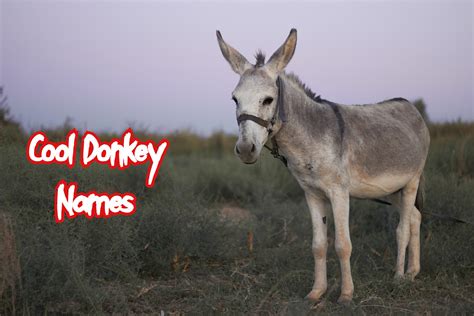 140 Cool Donkey Names With Goofy Unique And Miniature Names