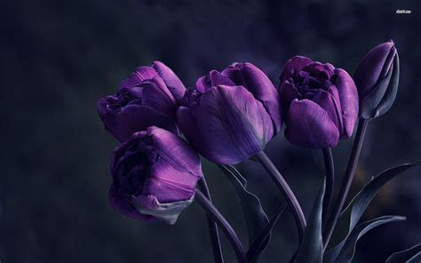 Purple Tulips Wallpapers Top Free Purple Tulips Backgrounds
