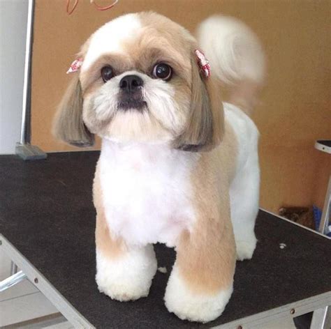 20 Shih Tzu Puppy Hairstyles Hairstyle Catalog